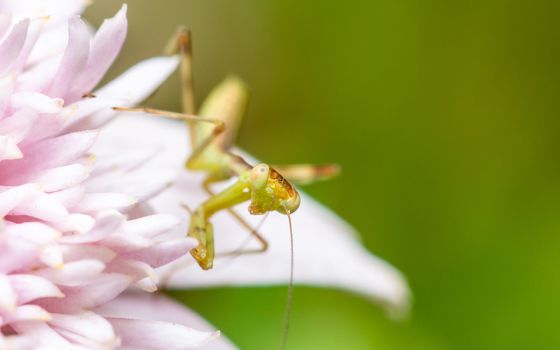 Macro shot of a young praying mantis on a pink flower