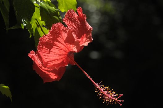 butterfly on the hibiscus flower