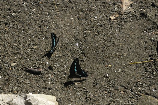 butterflies in the Bantimurung Butterfly park Indonesia