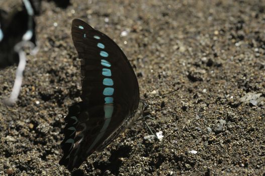 butterflies in the Bantimurung Butterfly park Indonesia