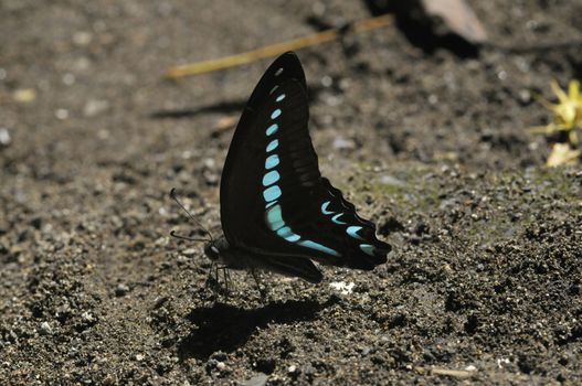 butterflies in the Bantimurung Butterfly park Indonesia