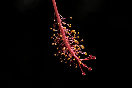 red hibiscus flower