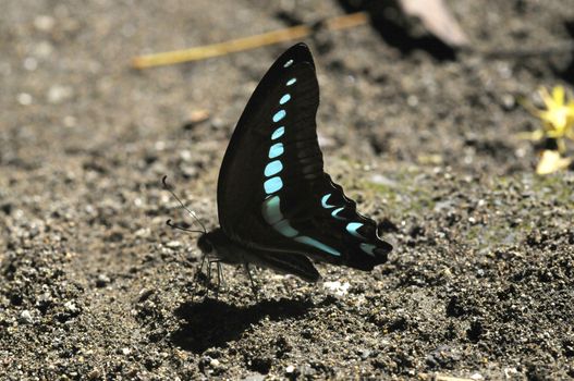 butterflies in the Bantimurung Butterfly park Indonesia