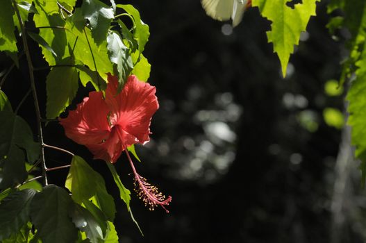 red hibiscus flower