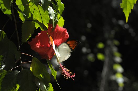 butterfly on the hibiscus flower