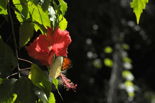 butterfly on the hibiscus flower