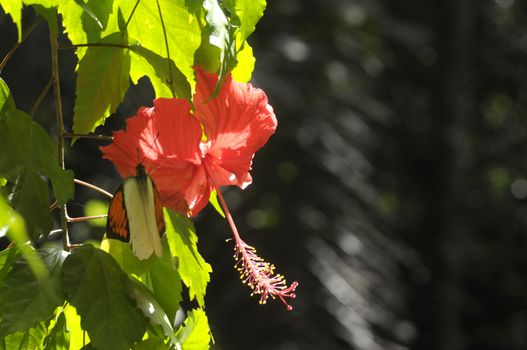 butterfly on the hibiscus flower