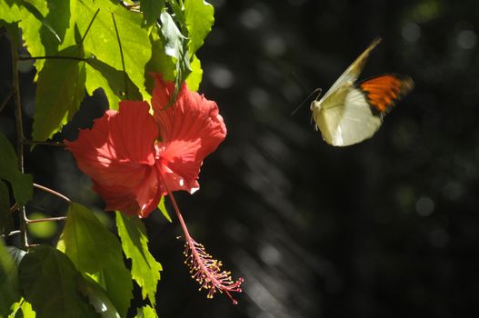 butterfly on the hibiscus flower