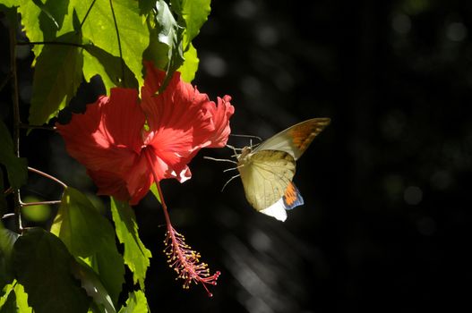 butterfly on the hibiscus flower