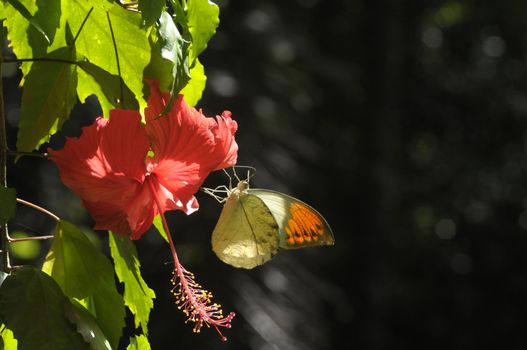 butterfly on the hibiscus flower