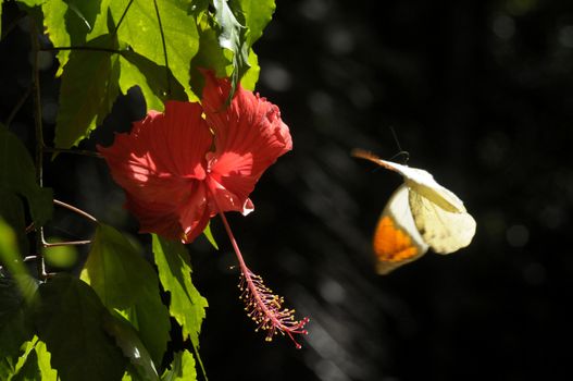 butterfly on the hibiscus flower