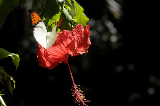 butterfly on the hibiscus flower