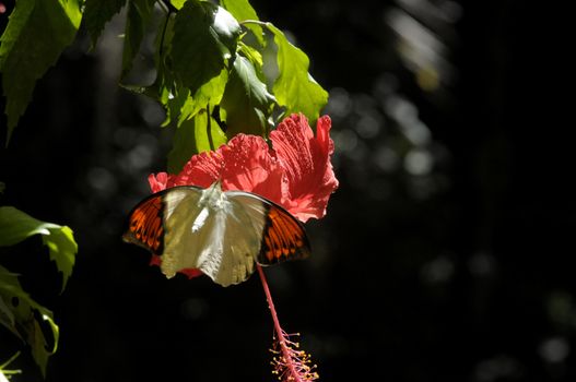 butterfly on the hibiscus flower