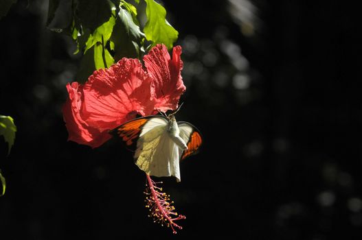 butterfly on the hibiscus flower