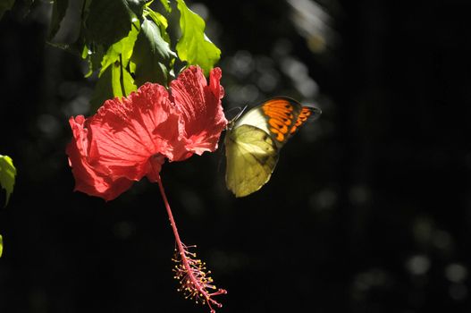 butterfly on the hibiscus flower