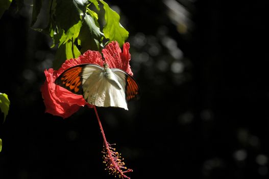 butterfly on the hibiscus flower