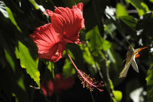 butterfly on the hibiscus flower