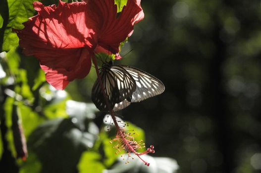 butterfly on the hibiscus flower