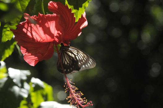 butterfly on the hibiscus flower