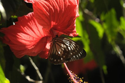 butterfly on the hibiscus flower