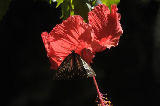 butterfly on the hibiscus flower