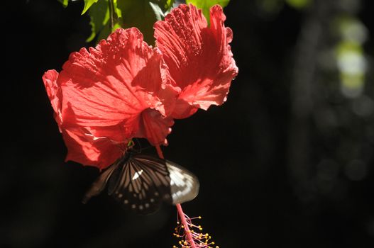 butterfly on the hibiscus flower