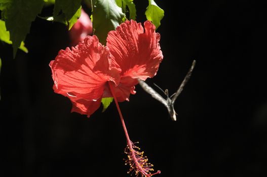 butterfly on the hibiscus flower