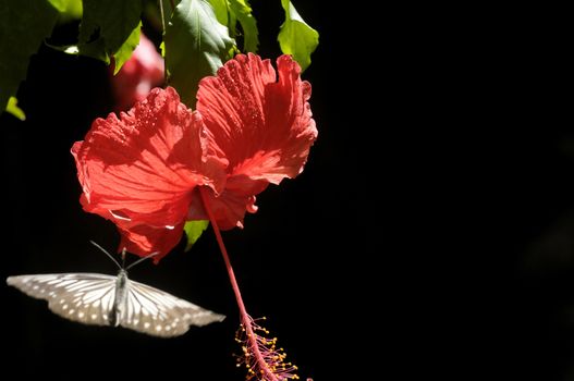 butterfly on the hibiscus flower