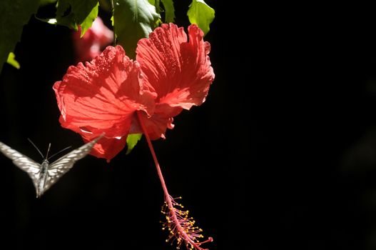 butterfly on the hibiscus flower