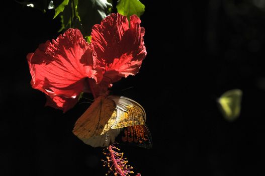 butterfly on the hibiscus flower