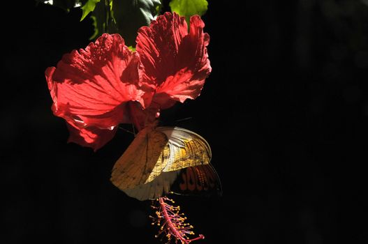 butterfly on the hibiscus flower