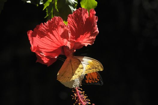 butterfly on the hibiscus flower