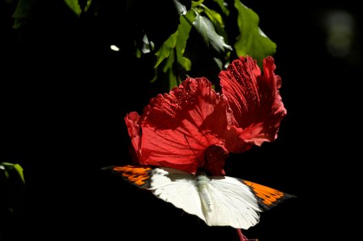 butterfly on the hibiscus flower