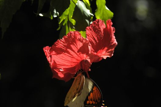 butterfly on the hibiscus flower