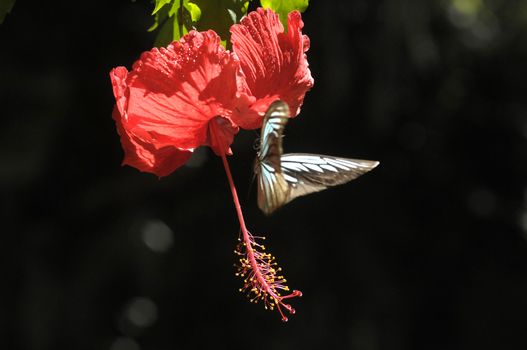 butterfly on the hibiscus flower