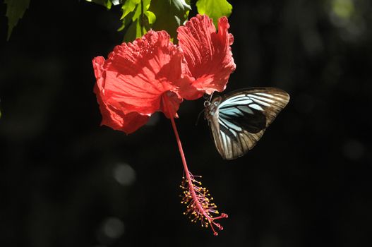 butterfly on the hibiscus flower