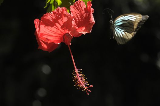 butterfly on the hibiscus flower