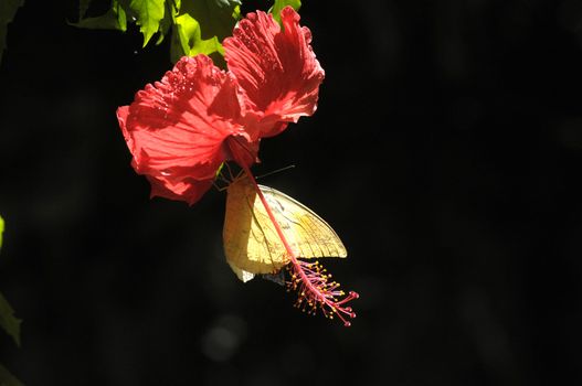 butterfly on the hibiscus flower