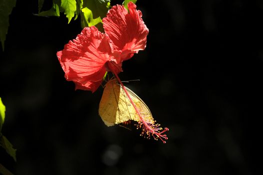 butterfly on the hibiscus flower