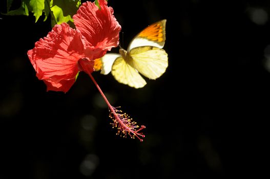 butterfly on the hibiscus flower