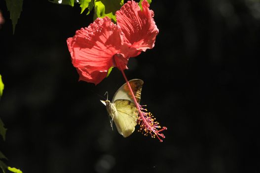 butterfly on the hibiscus flower