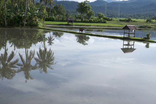 rice field panaroma on a village of South Sulawesi