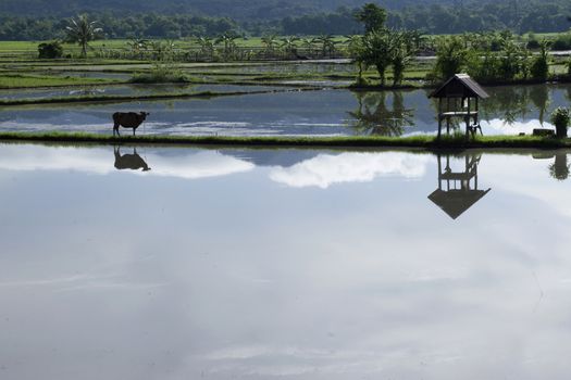 rice field panaroma on a village of South Sulawesi