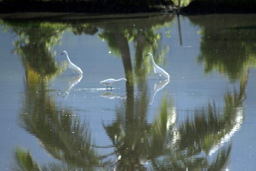 storks in the pond paddy