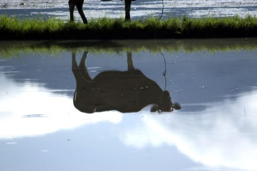 cow reflection in the pond paddy