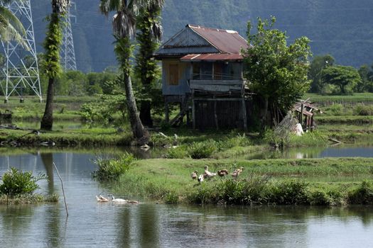 house in the middle of rice fields floodedl a village panaroma on South Sulawesi