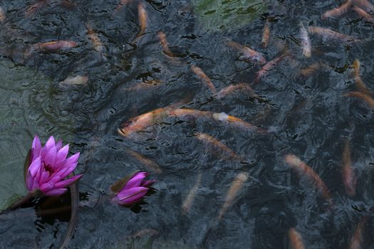 goldfish in the pond lotus flower