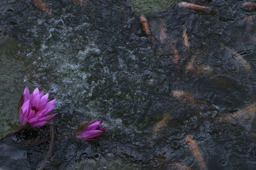 goldfish in the pond lotus flower