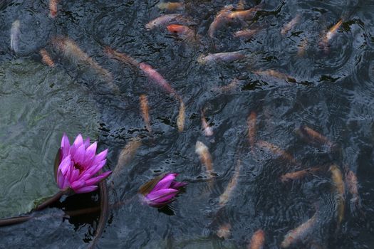 goldfish in the pond lotus flower