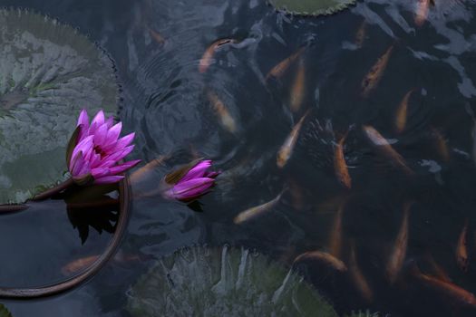 goldfish in the pond lotus flower